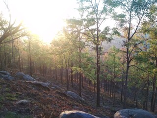 morning in the forest