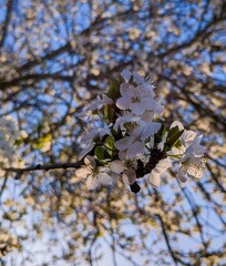 blooming cherry tree