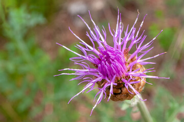 Pink milk thistle flower in bloom in spring
