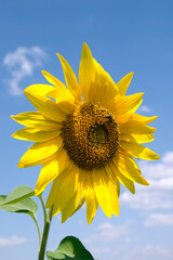 Sunflower with yellow petals against the sky