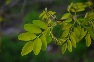 Black locust or false acacia green foliage