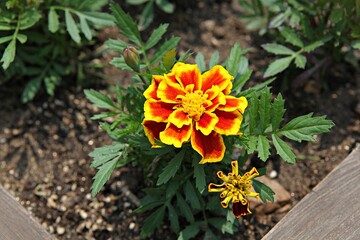 한국 경기도 시흥시 갯골생태공원 입니다