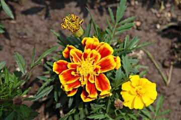 한국 경기도 시흥시 갯골생태공원 입니다