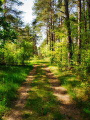 Droga polna przez las. 