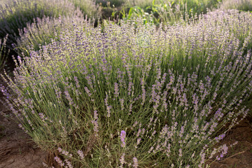 A lavender bush in backlight and front light.