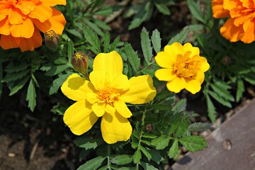 한국 경기도 시흥시 갯골생태공원 입니다