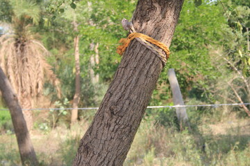 wooden fence in the forest
