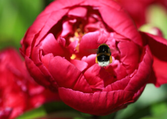 Flying bumble bee insect - Bombus hortorum, collecting pollen on a pink peony flower in the perennial garden