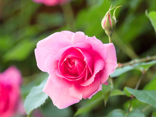 バラの花