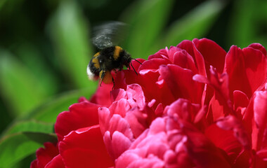 Flying bumble bee insect - Bombus hortorum, collecting pollen on a pink peony flower in the perennial garden