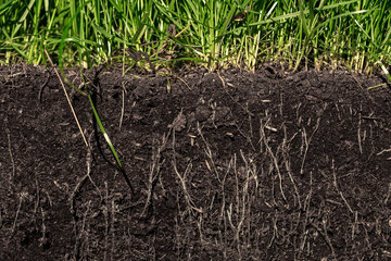 grass with roots and soil