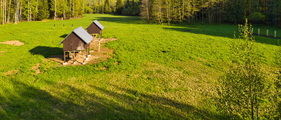 Polana w lesie © michalsen
