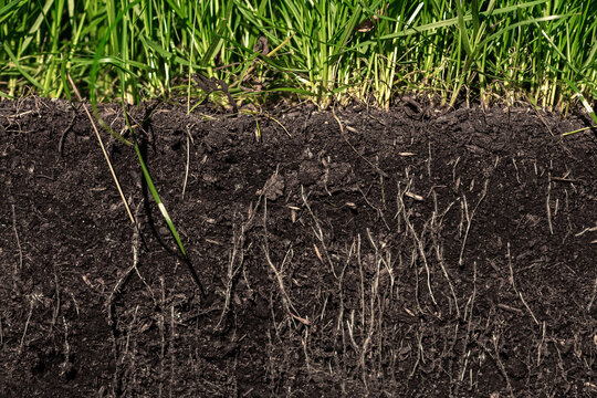 grass with roots and soil