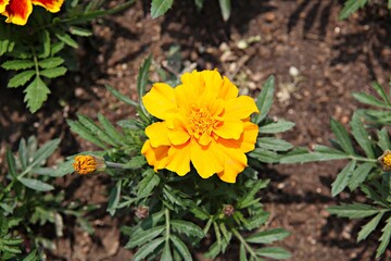 한국 경기도 시흥시 갯골생태공원 입니다