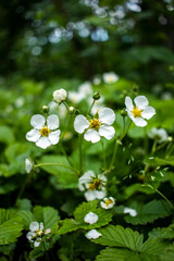 Blooming strawberry bush in spring. Close-up with a natural blurred background.
