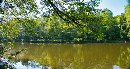 Widok na jezioro w lesie. Wiosna