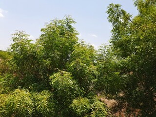 trees in the forest