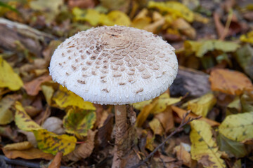 edible parasol mushroom,grows in the forest one mushroom umbrella on yellow leaves