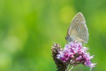 Butterfly on a pink flower.