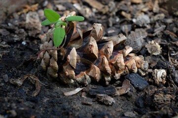 a small plant growing in a cone