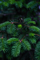 green fir tree
