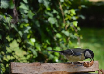 the little bird found food