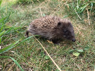 hedgehog in the grass