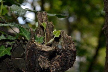 a small plant in a dry stump