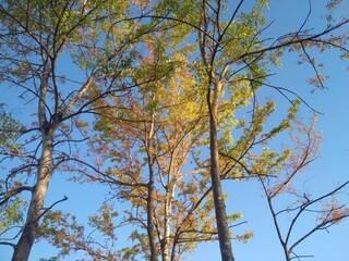 tree in autumn