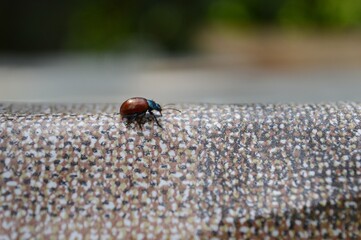 a small red beetle on the table