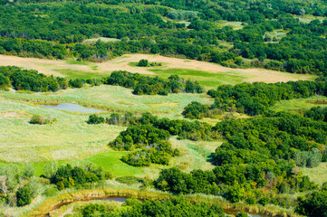 Aerial view of forest during