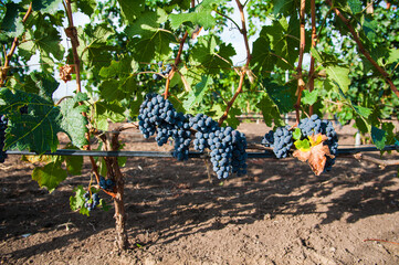 Vineyards at sunset in autumn harvest