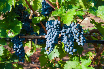 Vineyards at sunset in autumn harvest