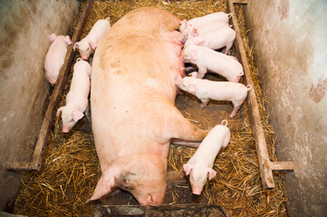 Little pigs breastfeeding in a pig farm