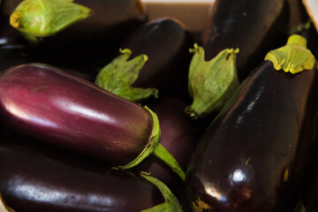 Purple eggplant sold in the market