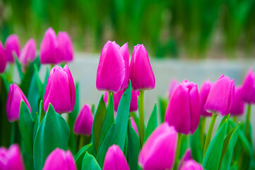 Spring scene of tulip field