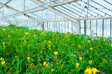 Garden greenhouse. Agribusiness