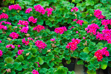 Naklejka premium Garden greenhouse. Agribusiness