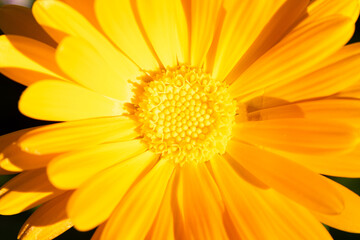 yellow flower of calendula