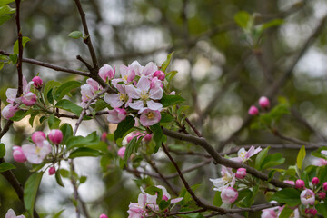 Fototapeta na wymiar pinke Blüten an einem Strauch