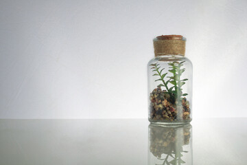plant in a bottle