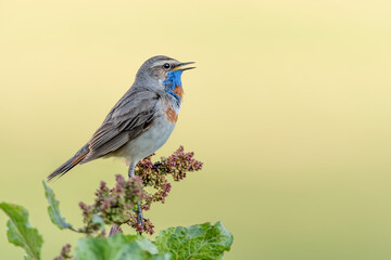 Sunrise with the beautiful Bluethroat male (Luscinia svecica)
