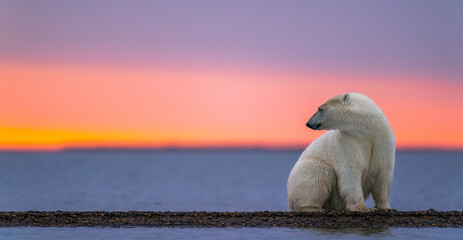 A sunset shot of a depressed polar bears sitting on pack ice turning its head around in Kaktovik, Alaska © Ching