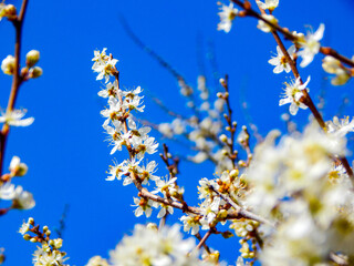 blossoming apple tree