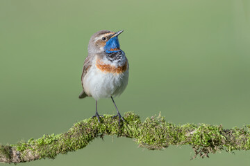 Detailed portrait of Bluethroat (Luscinia svecica)