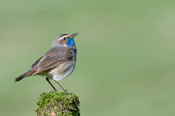 Closeup of Bluethroat male (Luscinia svecica)