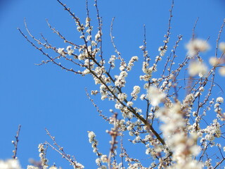 branch of a tree