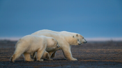 Fototapeta na wymiar A shot of three cute fluffy white polar bears walking in natural habitat in Kaktovik, Alaska