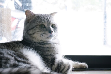 Scottish fold tabby cat with lay near the glass door with bright background