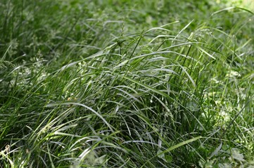 the wind moves the blades of grass